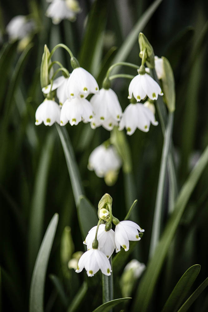 Garden Bells